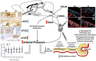 Fetal Undernutrition Programming, Sympathetic Nerve Activity, and Arterial Hypertension Development